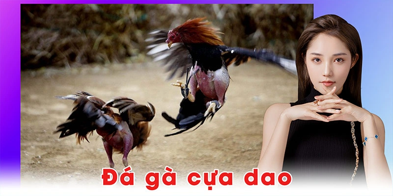 Đá gà cựa dao W388