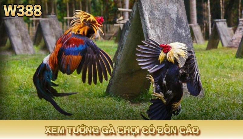 cách xem tướng gà chọi có đòn cáo